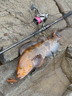 アイナメの釣果