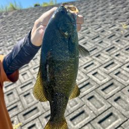 スモールマウスバス