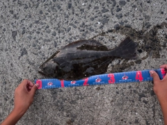 ヒラメの釣果