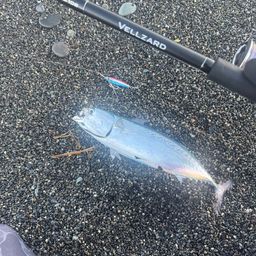 ソウダガツオ