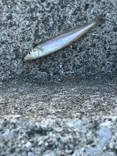 キスの釣果