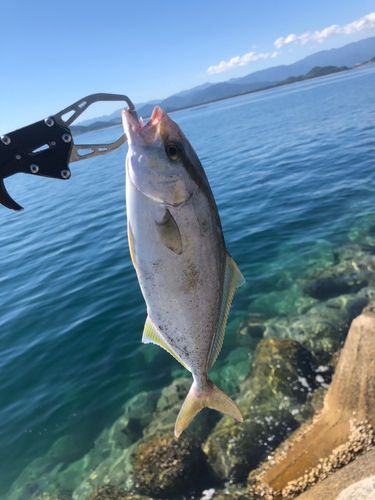 ネリゴの釣果