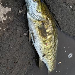 スモールマウスバス