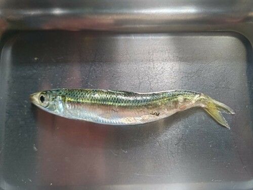 ウルメイワシの釣果
