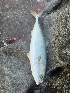 ワラサの釣果
