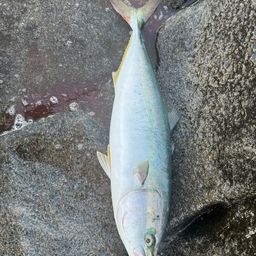 ワラサ