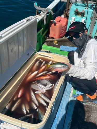 タカベの釣果