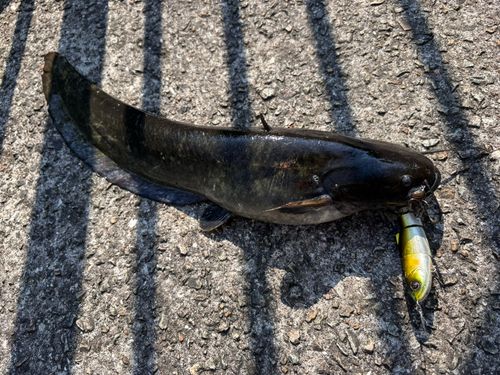 ナマズの釣果