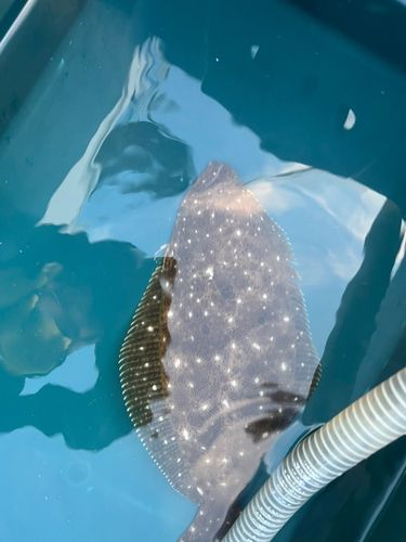 ヒラメの釣果