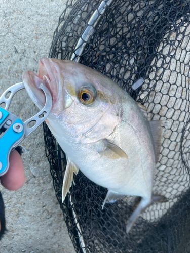 ショゴの釣果