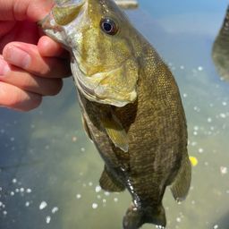 スモールマウスバス