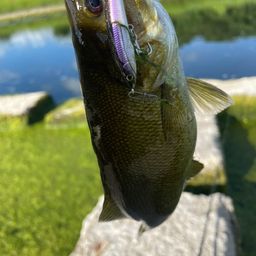 スモールマウスバス