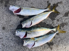 ワカシの釣果