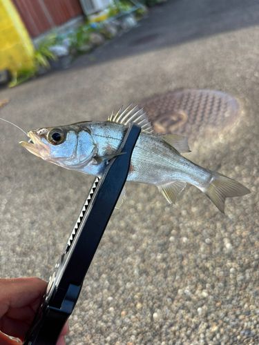 セイゴ（ヒラスズキ）の釣果