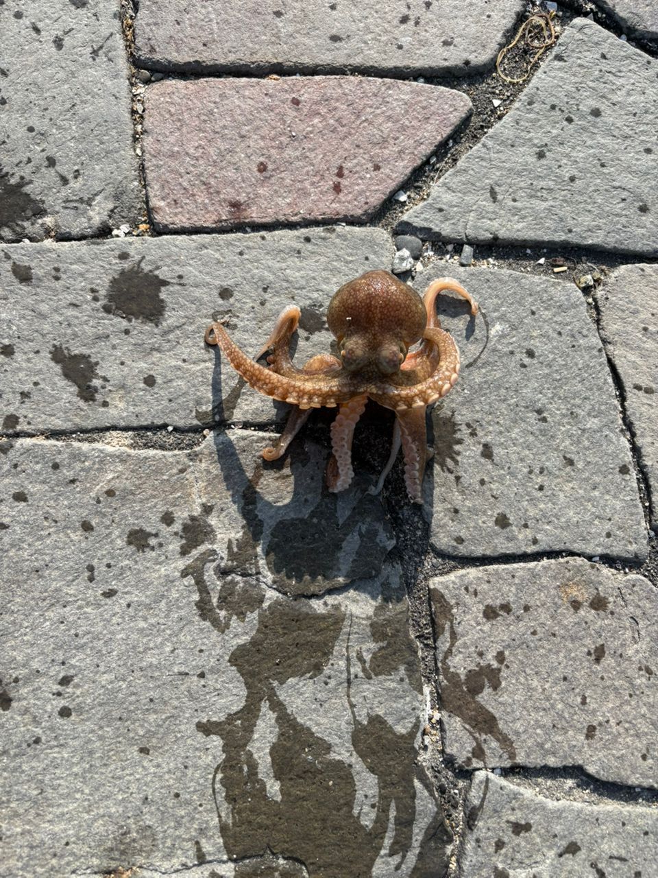 タコ