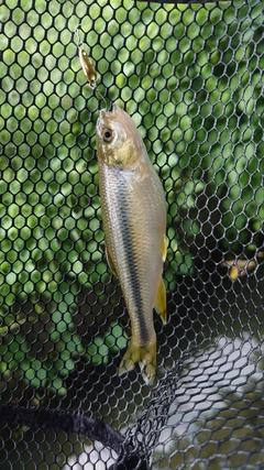 カワムツの釣果