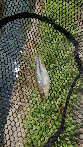 カワムツの釣果