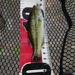 ラージマウスバス