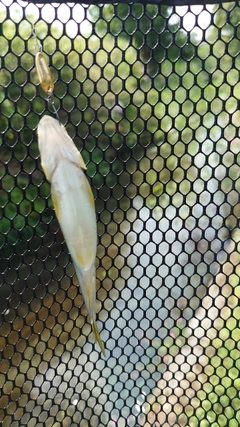 カワムツの釣果