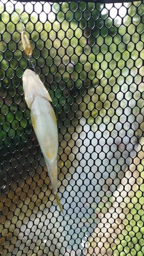 カワムツの釣果