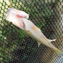 ラージマウスバス