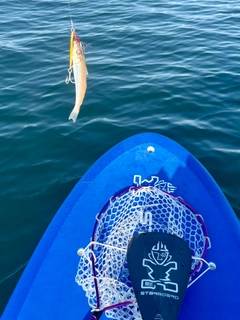 キスの釣果