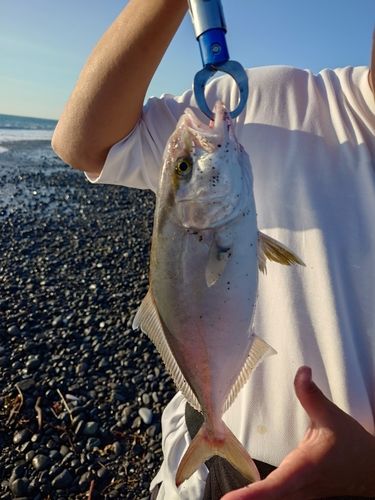 ショゴの釣果