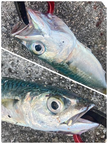 サバの釣果