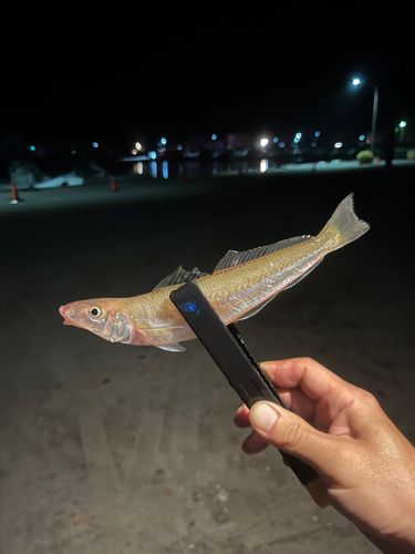 キスの釣果