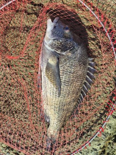 チヌの釣果