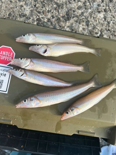 キスの釣果