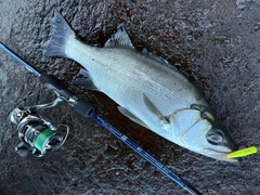 ヒラスズキの釣果