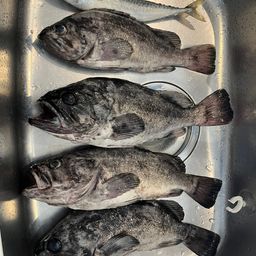 クロソイ