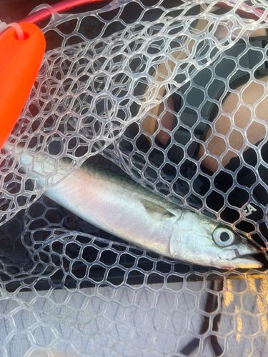 サバの釣果