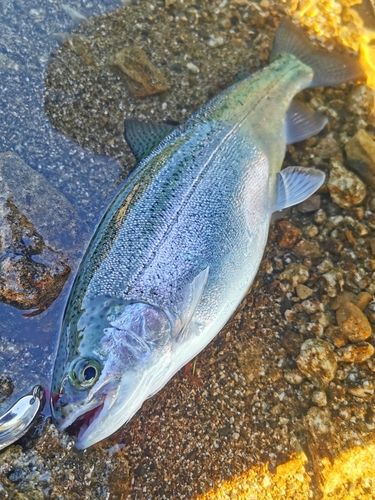 レインボートラウトの釣果