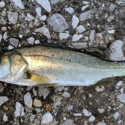 セイゴ(マルスズキ)