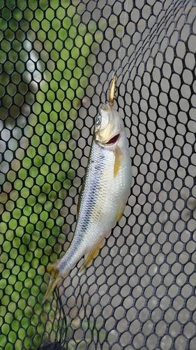 カワムツの釣果