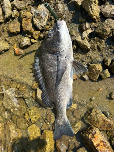 チヌの釣果