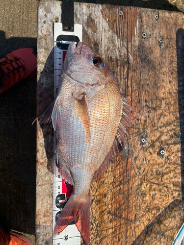 マダイの釣果