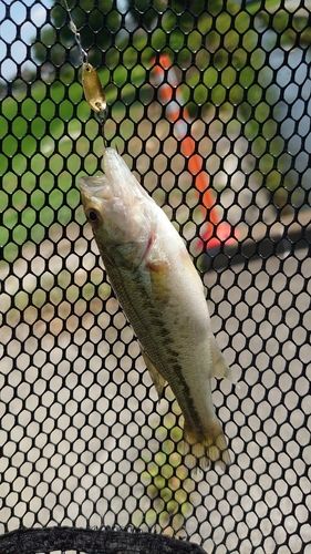 ラージマウスバスの釣果