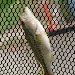 ラージマウスバス