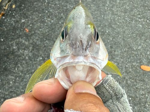 オキフエダイの釣果