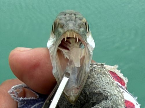 オニカマスの釣果