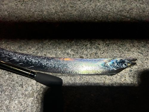 タチウオの釣果