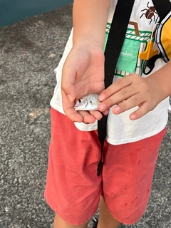 チャリコの釣果