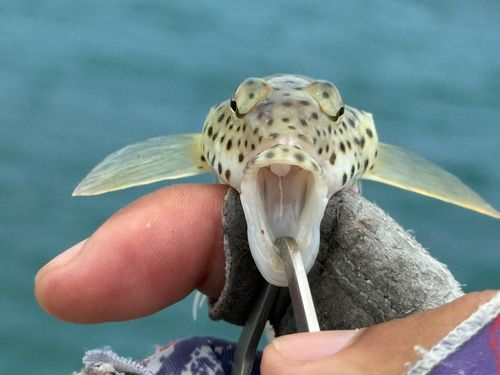 オグロトラギスの釣果