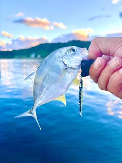 メッキの釣果