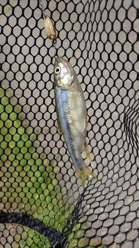 カワムツの釣果