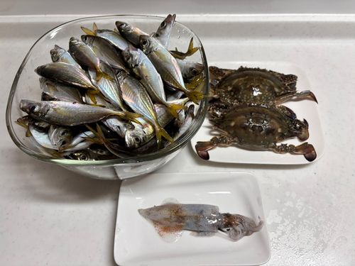アジの釣果