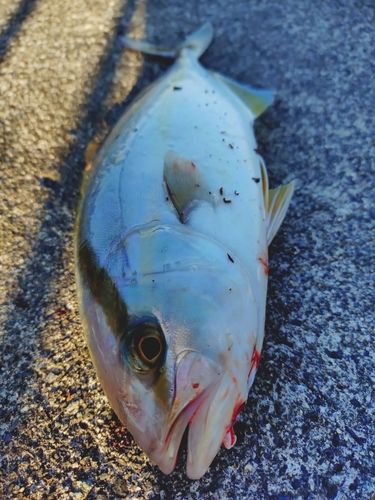 ショゴの釣果